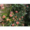 Růže 'Chippendale® Duchess of Cornwall'  Rosa 'Chippendale®Duchess of Cornwall'