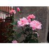 59355 ruze queen elizabeth rose