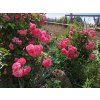 Růže 'Rosarium Uetersen®'  Rosa´Rosarium Uetersen®´