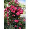 Růže 'Rosarium Uetersen®'  Rosa´Rosarium Uetersen®´