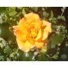 Rosa 'Sahara'
