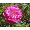 Rosa 'Shogun'