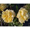 Růže 'Sophia Renaissance®'  Rosa´Sophia Renaissance®´