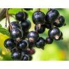 Rybíz 'Titania'  Ribes nigrum 'Titania'
