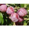 Ryngle 'Broskvová'  Prunus domestica subsp. italica ´Broskvová´