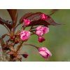 Prunus Royal Burgundy (2)