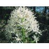 Samorostlík červený - Actaea rubra  Actaea rubra