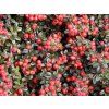 Skalník Dammerův 'Coral Beauty'  Cotoneaster dammeri 'Coral Beauty'