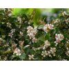 Skalník Dammerův 'Skogholm'  Cotoneaster dammeri 'Skogholm'
