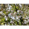 Prunus incisa Kojo no mai (2)