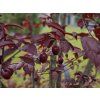 Prunus cerasifera Nigra (1)