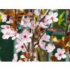 Prunus Nigra