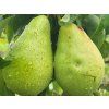 Hrušeň 'Saphira' - k sloupovitému zapěstování  Pyrus communis 'Saphira'