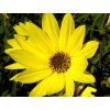 Slunečnice vrbolistá - Helianthus salicifolius  Helianthus salicifolius