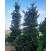 Smrk leskl� (Balen� bal, v��ka 300-400cm)