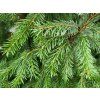 Smrk omorika �Aurea� (Balen� kontejner C250, Tvar v��ka 350-400cm)