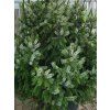Smrk omorika �Aurea� (Balen� kontejner C250, Tvar v��ka 350-400cm)
