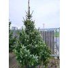 Smrk omorika �Aurea� (Balen� kontejner C250, Tvar v��ka 350-400cm)