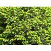 Smrk omorika 'Nana'  Picea omorika 'Nana'