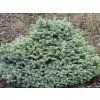glauca c