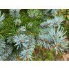 Picea pungens 'Glauca Compacta' (3)