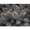 glauca c 1