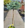 Picea pungens 'St. Mary's Broom' (3)