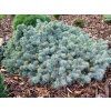 Smrk pichlav� �St.Mary�s Broom� (Balen� kontejner C4, Tvar roubov�no na km�nku, v��ka 50-70 cm)