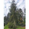 Picea abies Cranstonii