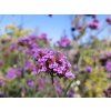 Sporýš argentinský - Verbena bonariensis  Verbena bonariensis