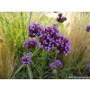 Sporýš argentinský - Verbena bonariensis  Verbena bonariensis