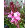 62118 2 svickovec lindheimeri siskiyou pink gaura lindheimeri siskiyou pink