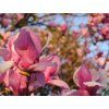 Magnolie 'Coates'  Magnolia 'Coates'