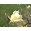 Magnolie 'Gold Star'  Magnolia 'Gold Star'