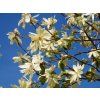 Magnolie 'Gold Star'  Magnolia 'Gold Star'