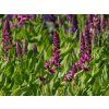 Salvia nemorosa 'Amethyst' (2)