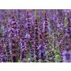 62265 1 salvia blaukoenigin eins 500x500 2x