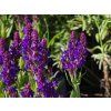 Salvia nemorosa 'New Dimension Blue' (1)