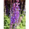�alv�j hajn� �Sensation Deep Blue� - Salvia nemorosa 'Sensation Deep Blue' (Balen� kontejner p17, Tvar v��ka 30-35cm)