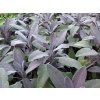 Šalvěj lékařská 'Purpurascens' - Salvia officinalis 'Purpurascens'  Salvia officinalis 'Purpurascens'