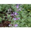 Šanta zkřížená - Nepeta x faassenii  Nepeta x faassenii