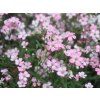 rosea