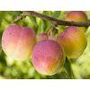 Ryngle 'Excalibur'  Prunus domestica 'Excalibur'