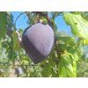 Švestkomeruňka 'Flavor Heart'  Prunus hybrid. 'Flavor Heart'
