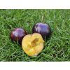 Švestkomeruňka 'Flavor Heart'  Prunus hybrid. 'Flavor Heart'