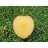 Švestkomeruňka 'Flavor Heart'  Prunus hybrid. 'Flavor Heart'