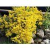 Tařice horská  'Berggold' - Alyssum (AURINIA) montanum 'Berggold'  Alyssum (AURINIA) montanum 'Berggold'