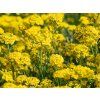Tařice horská  'Berggold' - Alyssum (AURINIA) montanum 'Berggold'  Alyssum (AURINIA) montanum 'Berggold'