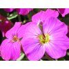 63219 1 taricka x cultorum regado red aubrieta x cultorum regado red
