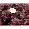 Tavola kalinolistá 'Schuch'  Physocarpus opulifolius 'Schuch'